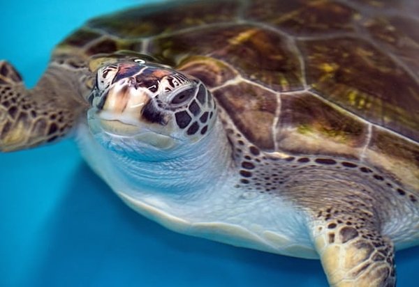 Quels sont les meilleurs endroits pour observer les tortues marines en Australie?
