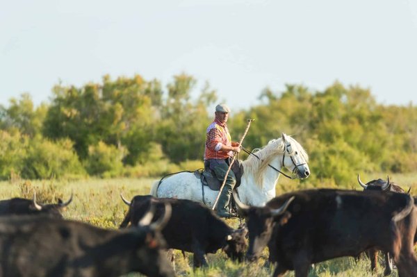 Peut-on organiser un séjour dans un mas en Camargue avec des promenades à cheval et observations des flamants roses?