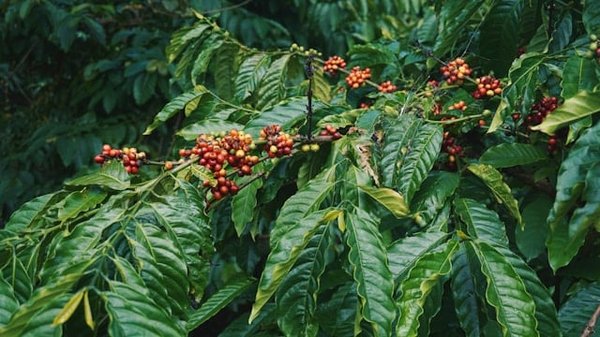 Comment découvrir les plantations de café dans les montagnes de la Colombie ?