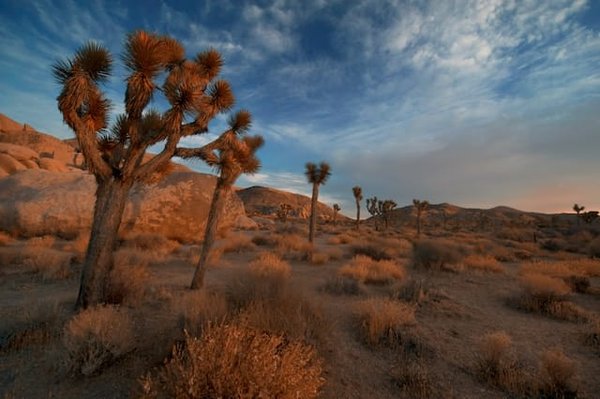 Quelle est la meilleure saison pour les randonnées photographiques dans le désert de Mojave?